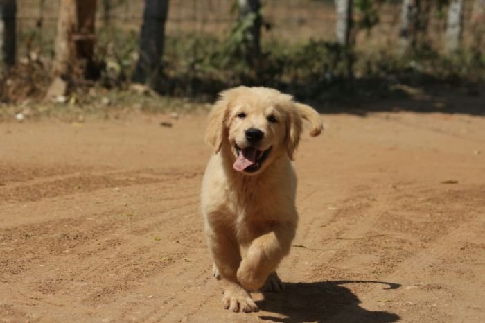 DogsIndia.com - Golden Retriever - Tuskerwood Kennels