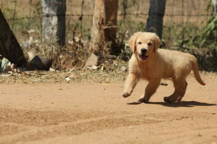 DogsIndia.com - Golden Retriever - Tuskerwood Kennels