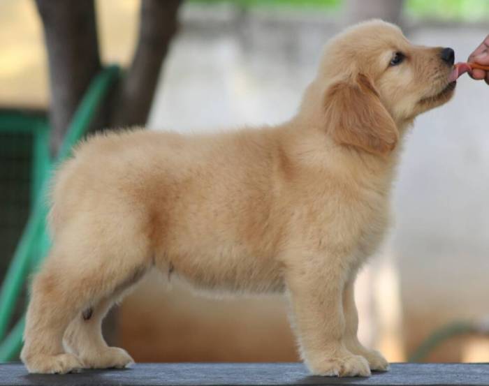 DogsIndia.com - Golden Retriever - Tuskerwood Kennels