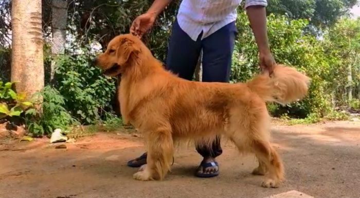 DogsIndia.com - Golden Retriever - Tuskerwood Kennels