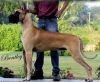 DogsIndia.com - Great Dane - Anandkumar Bangalore