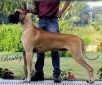 DogsIndia.com - Great Dane - Anandkumar Bangalore