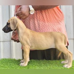 DogsIndia.com - Great Dane - Anandkumar - Ellesmera