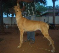 Dogs India Great Dane Aniva