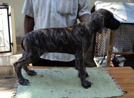 dark brindle great dane