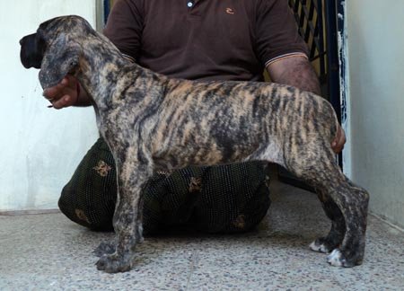 dark brindle great dane