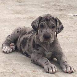 DogsIndia.com - Great Dane - Big Ben - Sharma Ramesh