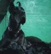 DogsIndia.com - Great Dane - Catalogue Kennels