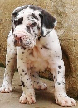 DogsIndia.com - Great Dane - Catalogue Kennel