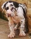 DogsIndia.com - Great Dane - Catalogue Kennel