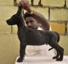 DogsIndia.com - Great Dane - Dane Vision - Vinoth