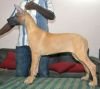 DogsIndia.com - Great Dane - Faithtrot Kennels - Dr. Andrew