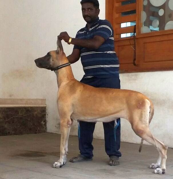 DogsIndia.com - Great Dane - Kalyana Sundaram