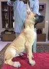 DogsIndia.com - Great Dane - Kalyana Sundaram