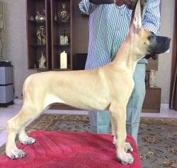 DogsIndia.com - Great Dane - Kalyana Sundaram