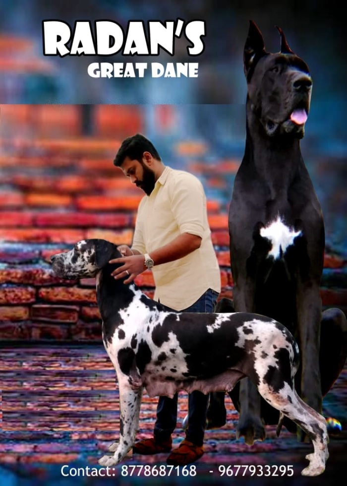 DogsIndia.com - Great Dane - Prasanna, Coimbatore