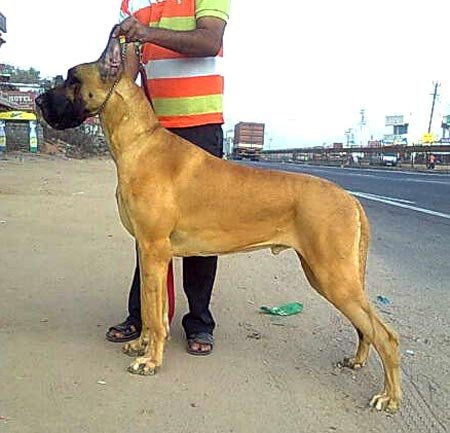 Монопородная выставка Индии - Страница 2 Great_dane_ramanan_sire_14-5-12