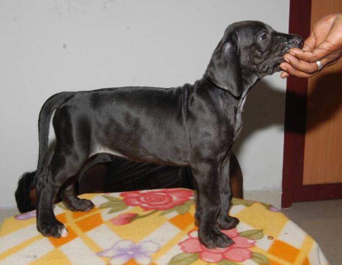 DogsIndia.com - Great Dane - Sasi Kennel