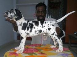 DogsIndia.com - Great Dane - Sasi Kennel