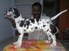 DogsIndia.com - Great Dane - Sasi Kennel