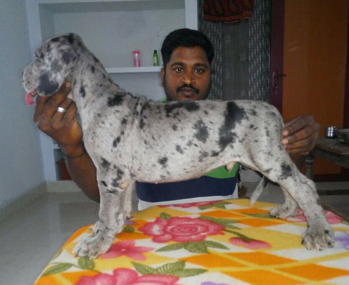 DogsIndia.com - Great Dane - Sasi Kennel