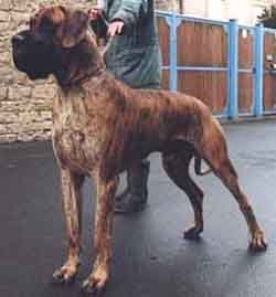 Indian Great Dane