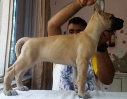 DogsIndia.com - Great Dane - Angshuman