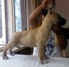DogsIndia.com - Great Dane - Angshuman