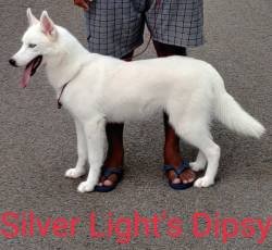 DogsIndia.com - Siberian Husky Grown Up - Suraj
