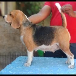 DogsIndia.com - Grown-Up Female Beagle For Sale - Tennison