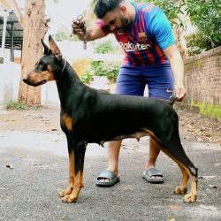 DogsIndia.com  Grown Up  Dobermann  Kamal