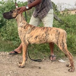 DogsIndia.com - Great Dane Grown-Up Puppy - Aniva