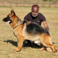 DogsIndia.com - GSD Grown Up - Kennel Ballack