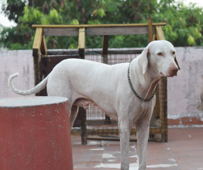 DogsIndia.com - Rajapalayam - Surender