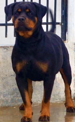 DogsIndia.com - Grown Up Rottweiler - Siddharth Yadav