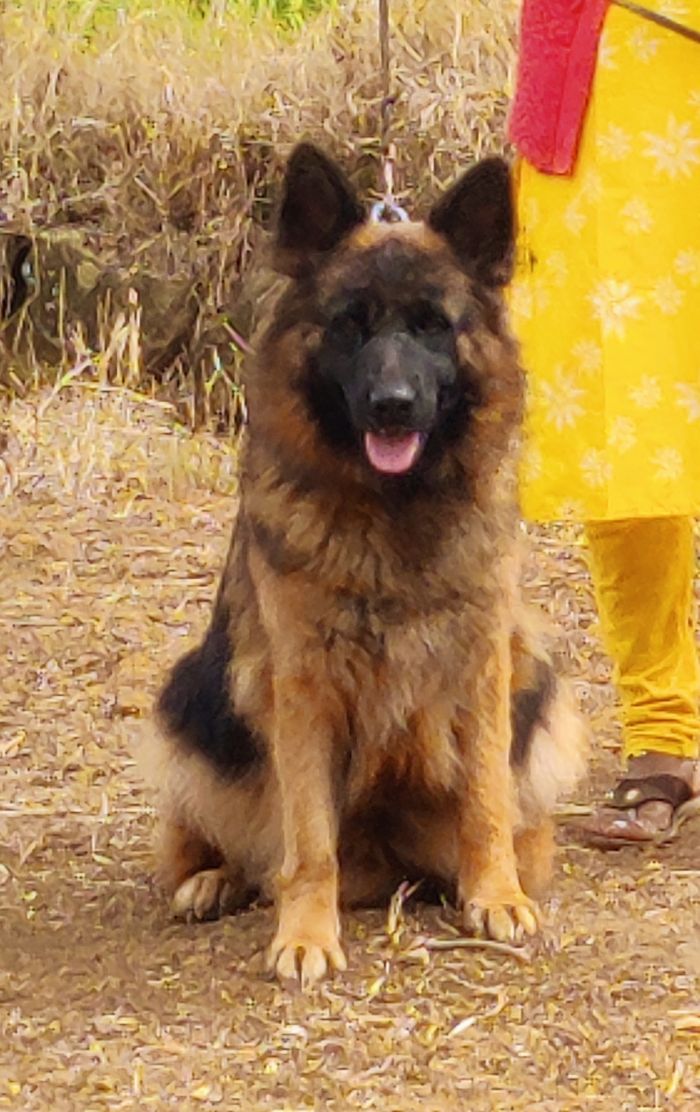 DogsIndia.com - GSD - Mrs.Abhi