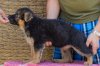 DogsIndia.com - German Shepherd Dog - Garhjat Hill's Kennels