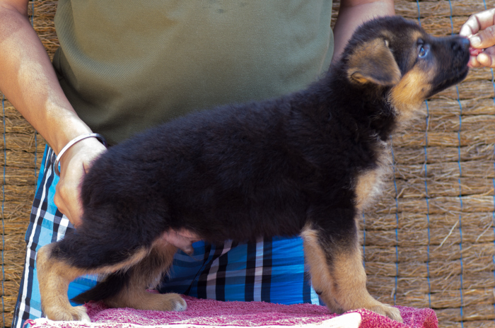 DogsIndia.com - German Shepherd Dog - Garhjat Hill's Kennels