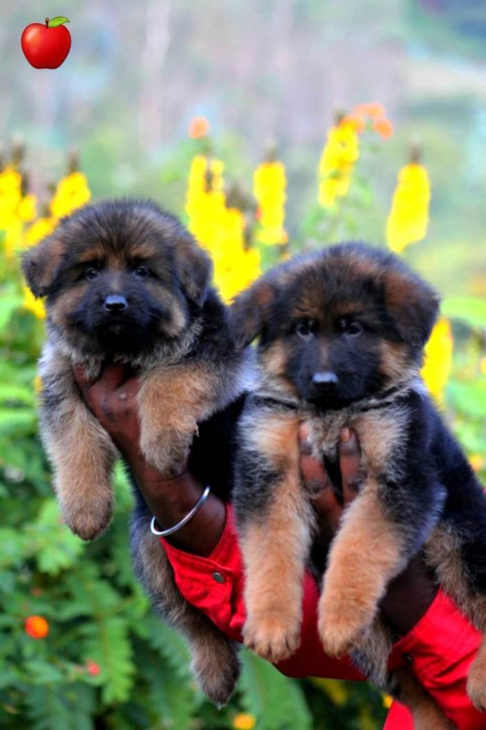 DogsIndia.com - GSD - Apple Kennel