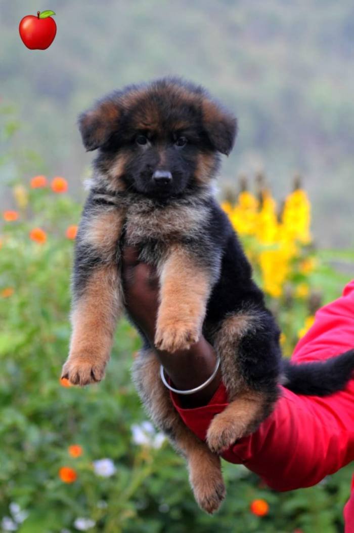 DogsIndia.com - GSD - Apple Kennel