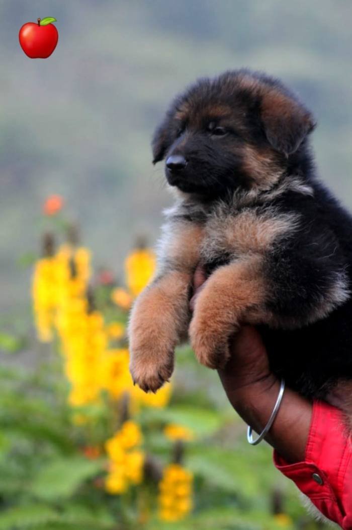 DogsIndia.com - GSD - Apple Kennel