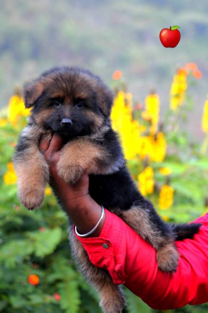 DogsIndia.com - GSD - Apple Kennel