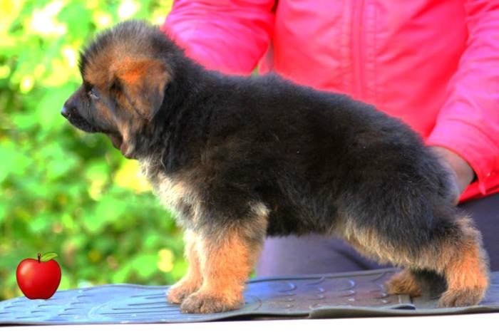 DogsIndia.com - GSD - Apple Kennel