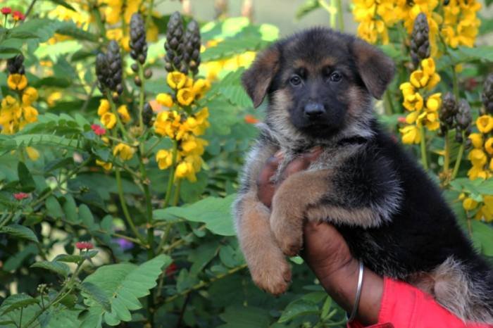 DogsIndia.com - GSD - Apple Kennel