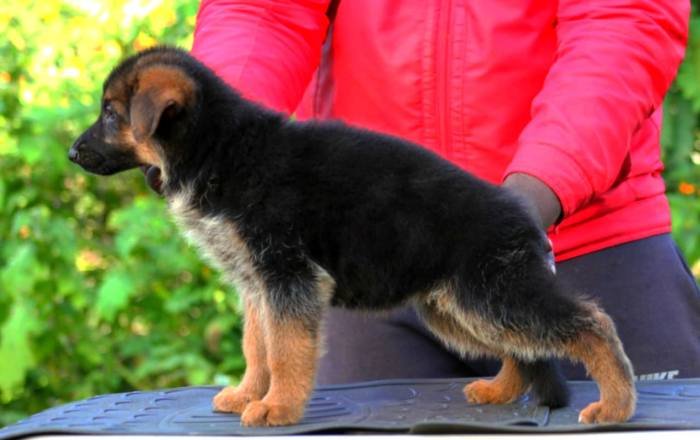 DogsIndia.com - GSD - Apple Kennel