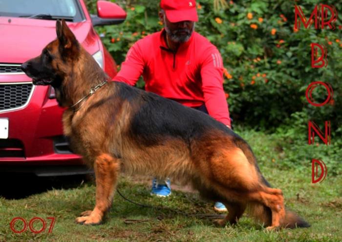 DogsIndia.com - GSD - Apple Kennel