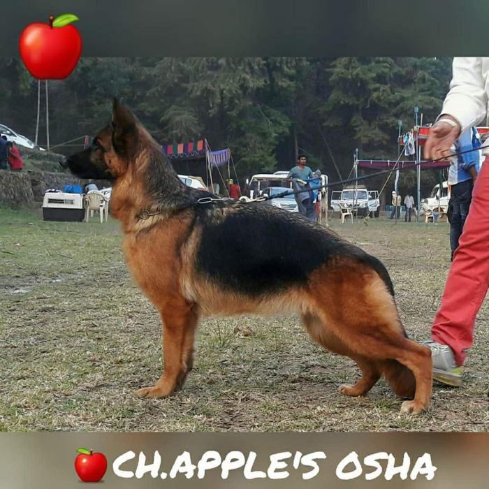 DogsIndia.com - GSD - Apple Kennel