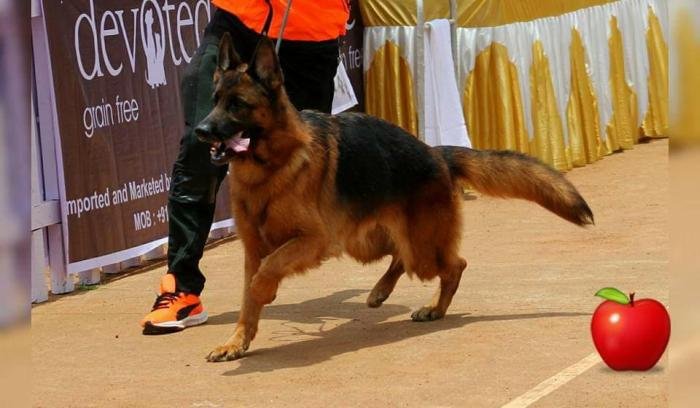 DogsIndia.com - GSD - Apple Kennel