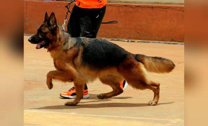 DogsIndia.com - GSD - Apple Kennel