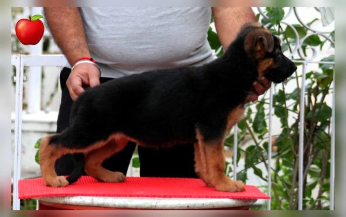 DogsIndia.com - GSD - Apple Kennels - Karthikeyan